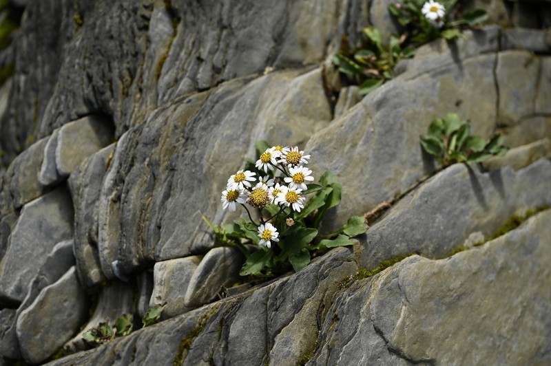 Aster kanoi photo 3