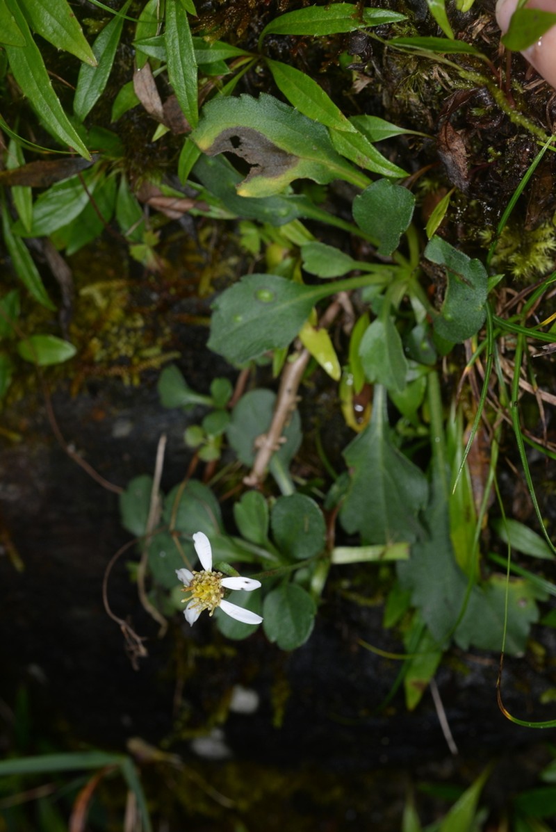 Aster kanoi photo 5