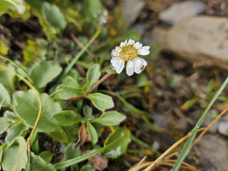 Aster kanoi photo 6