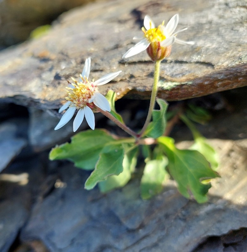 Aster kanoi photo 7