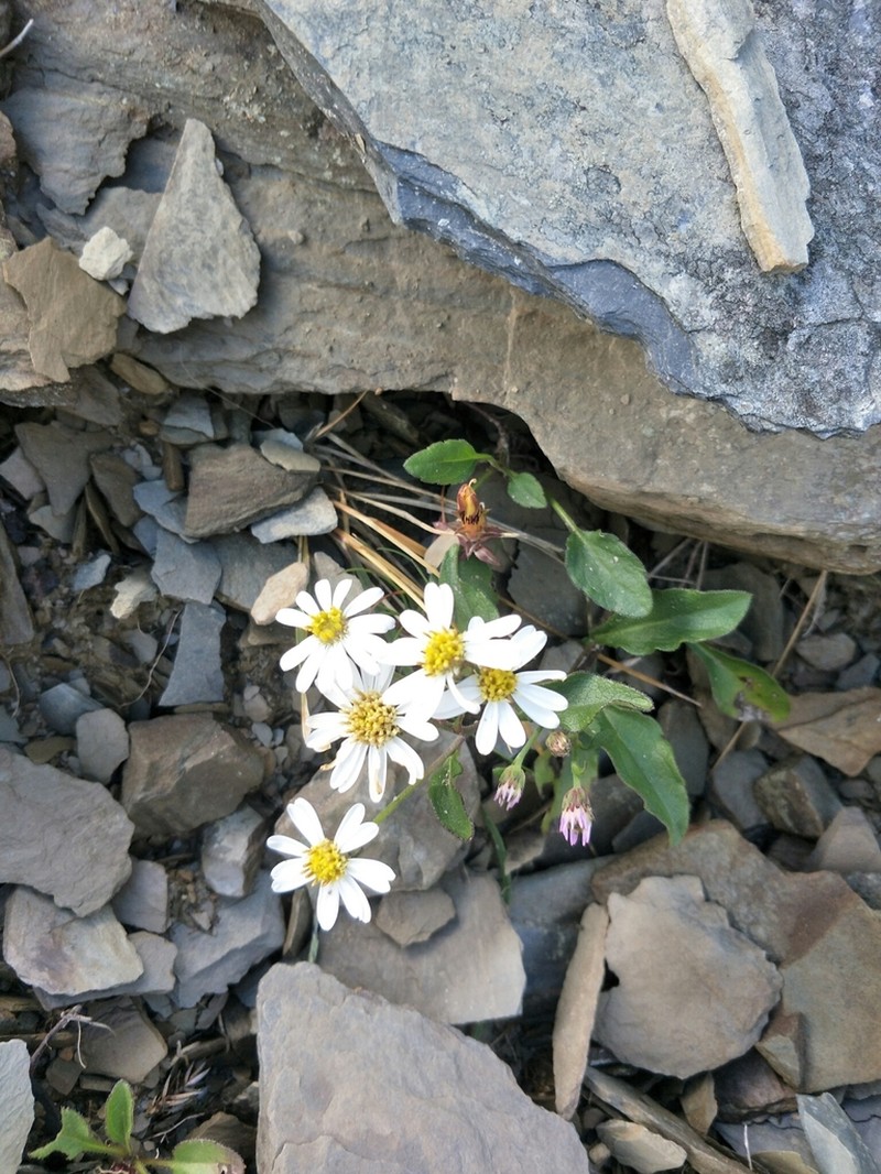 Aster kanoi photo 8