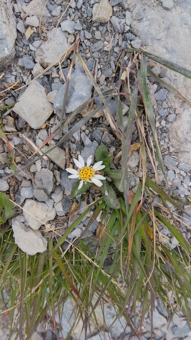 Aster kanoi