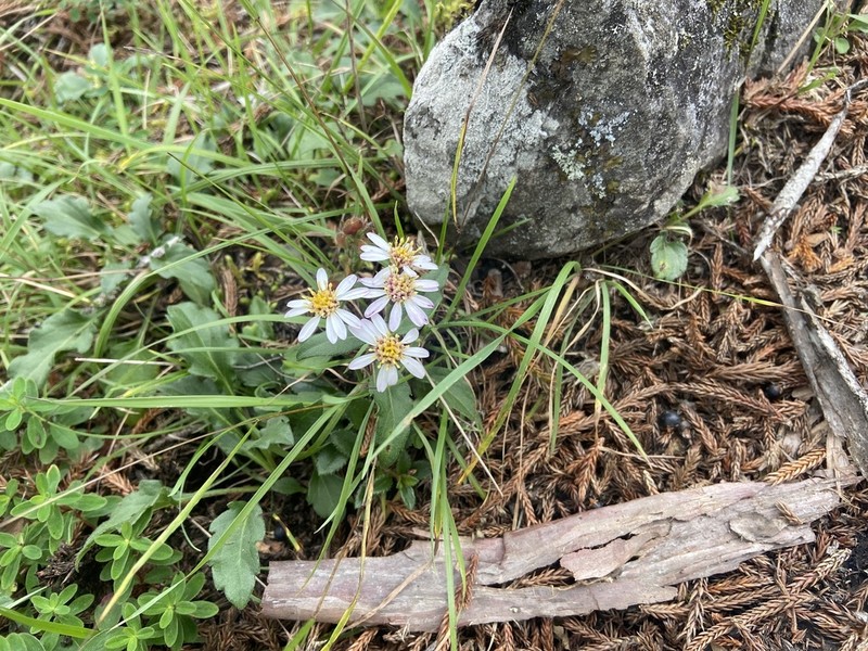 Aster kanoi photo 2
