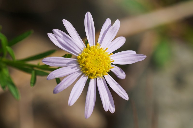 Aster kantoensis photo 2