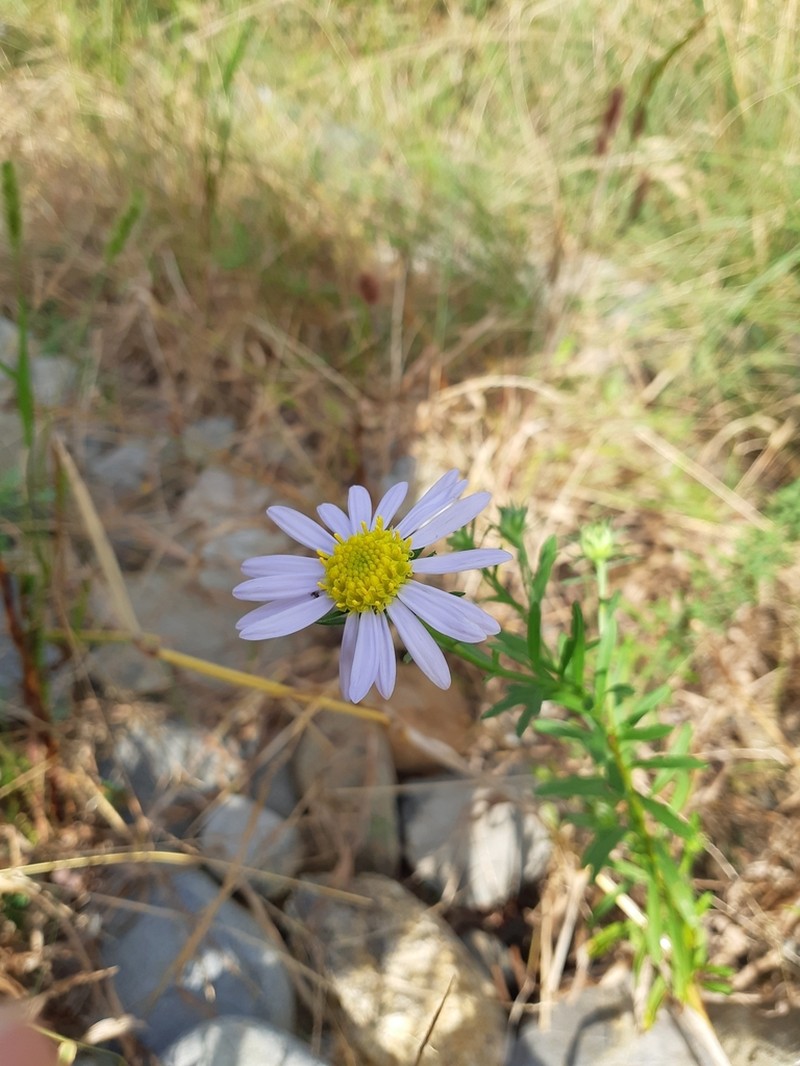 Aster kantoensis photo 3