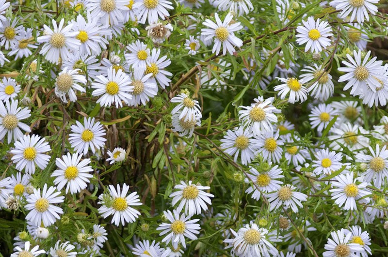 Aster kantoensis photo 4
