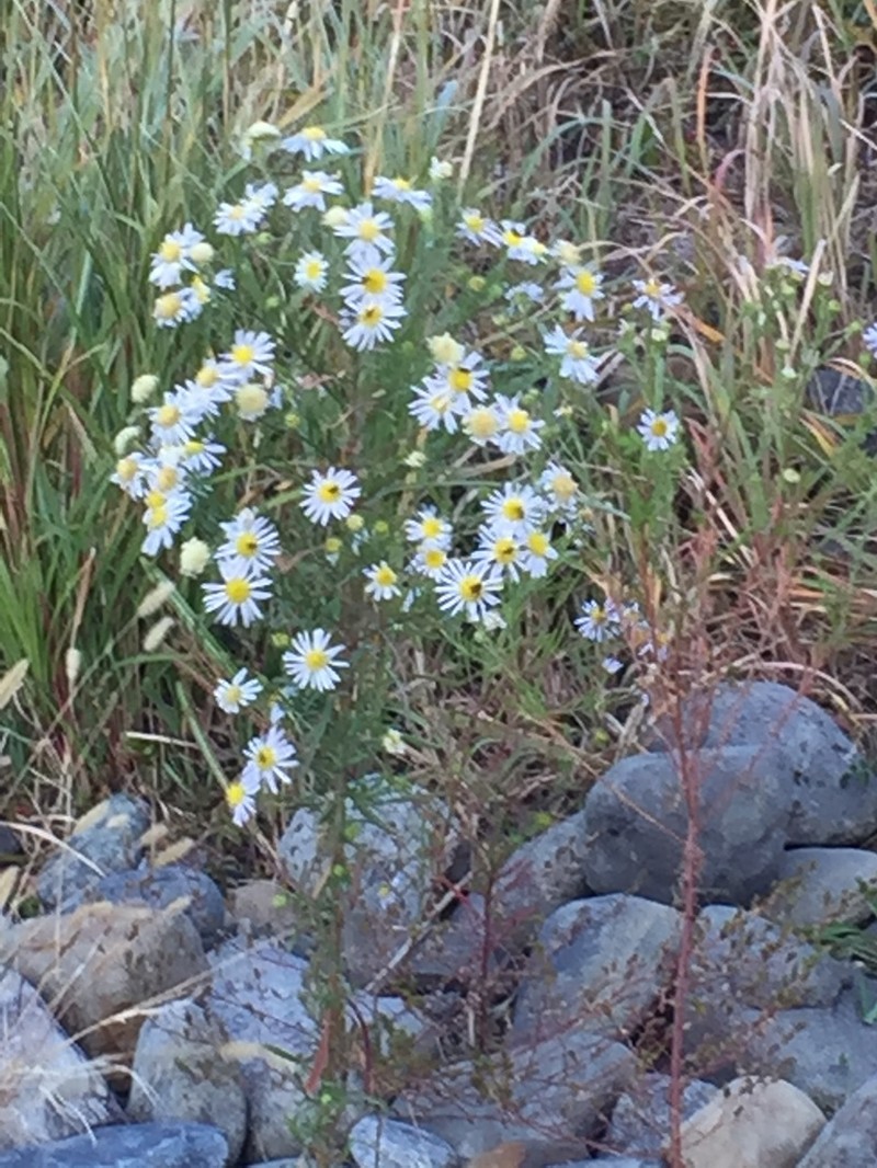 Aster kantoensis photo 5
