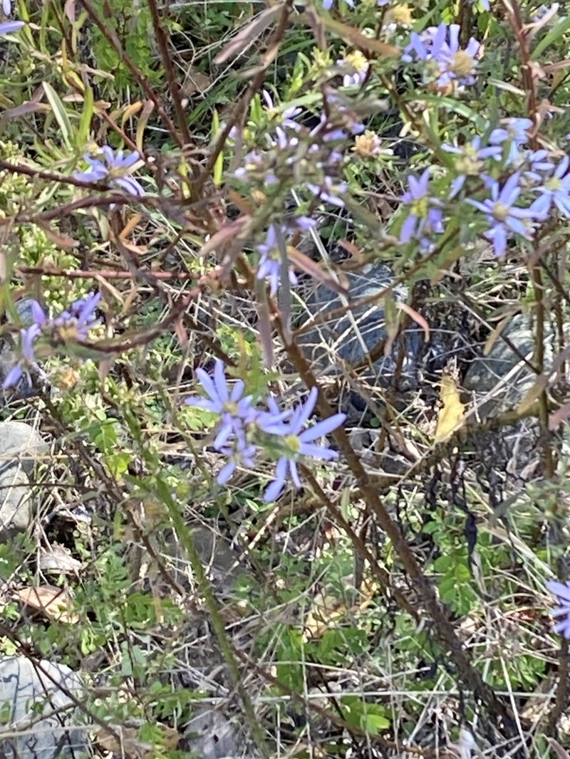 Aster kantoensis photo 7