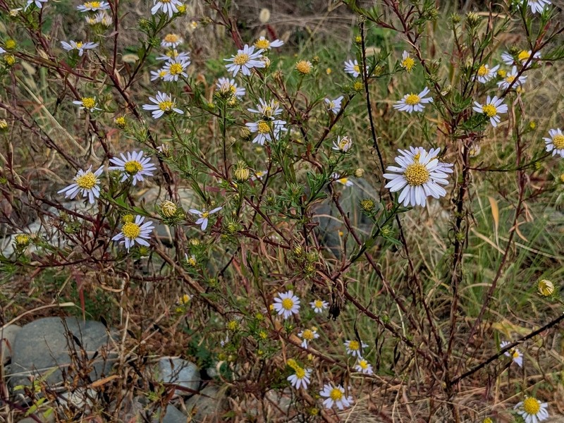 Aster kantoensis photo 8