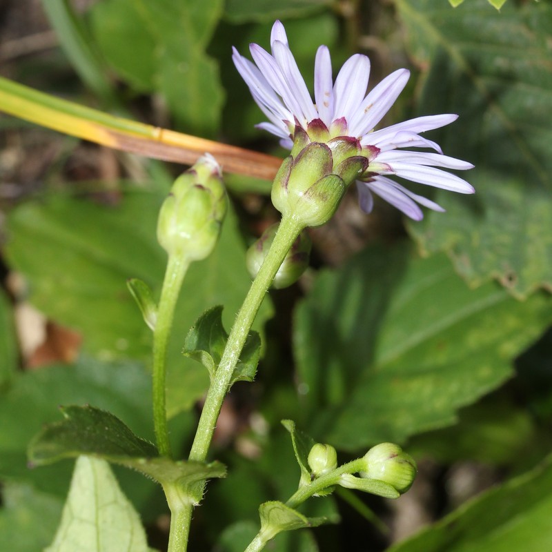 Aster komonoensis photo 2