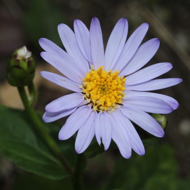 Aster komonoensis photo 3