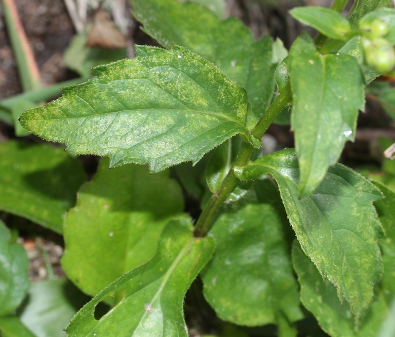 Aster komonoensis photo 4