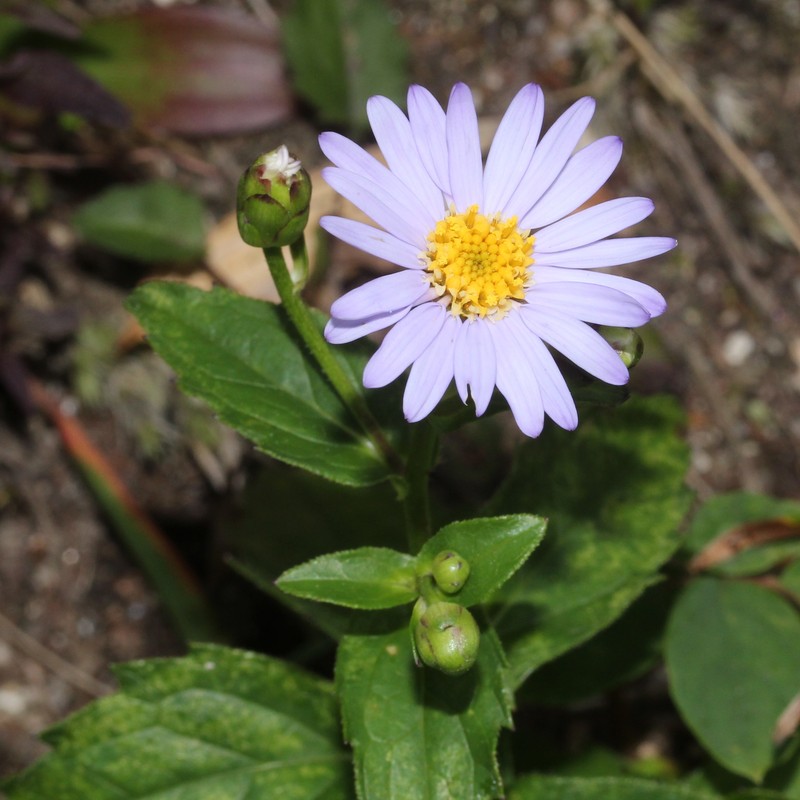 Aster komonoensis photo 5