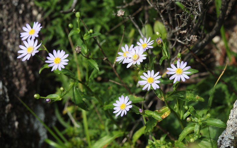 Aster komonoensis photo 6
