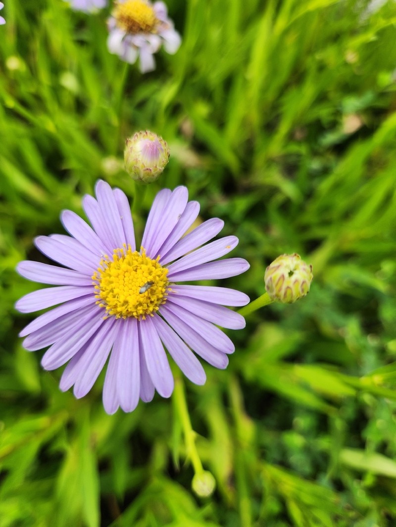 Aster koraiensis photo 2