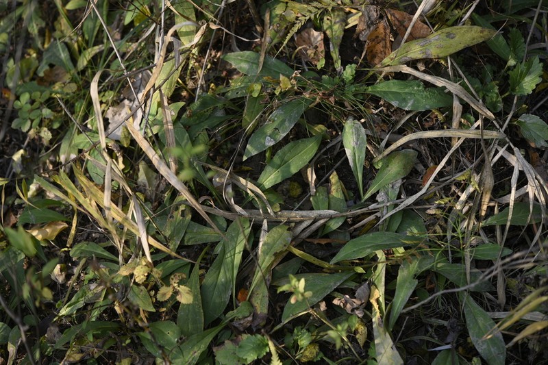Aster koraiensis photo 4