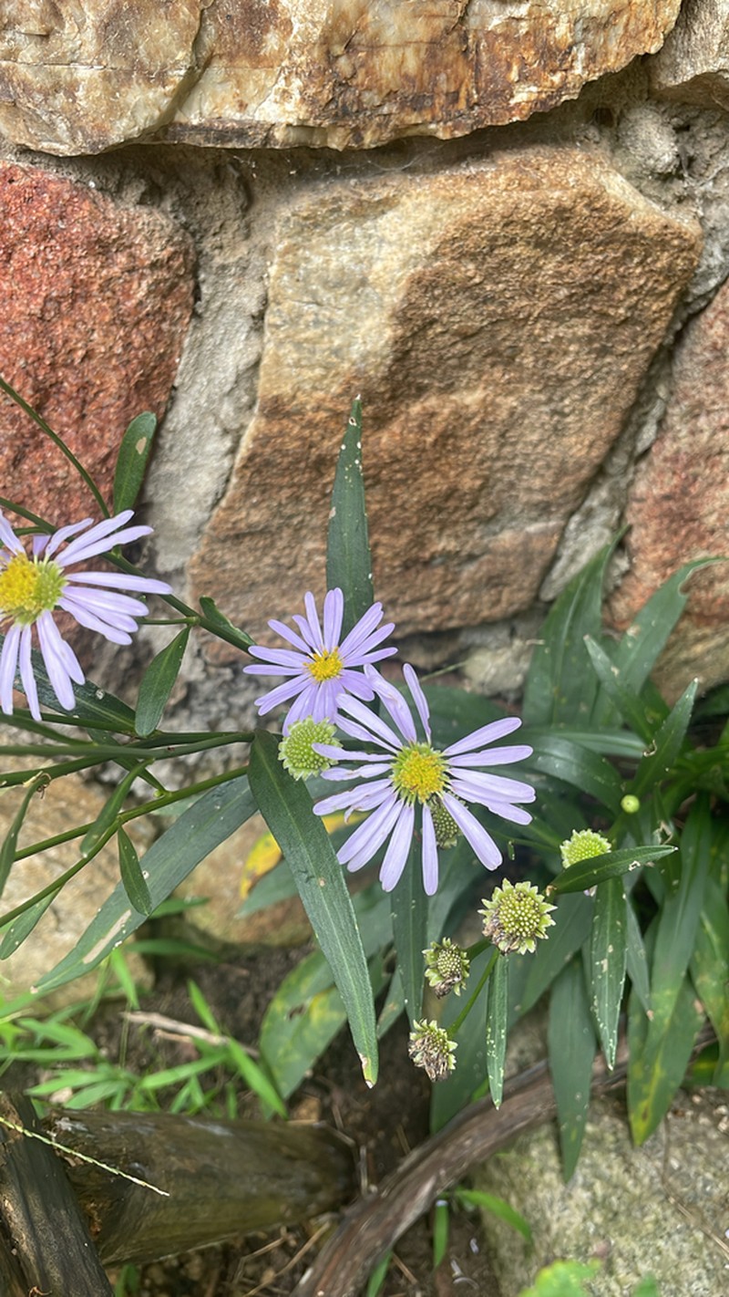 Aster koraiensis photo 5
