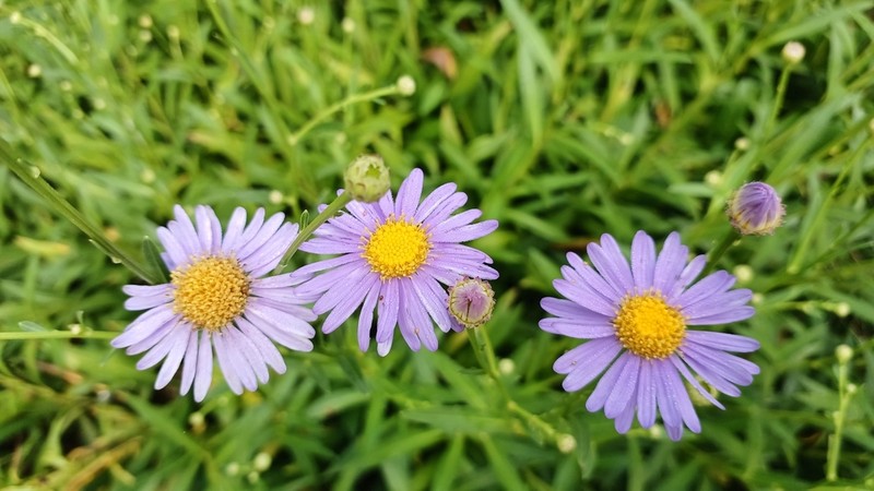 Aster koraiensis photo 6