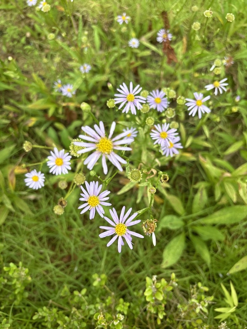 Aster koraiensis photo 7