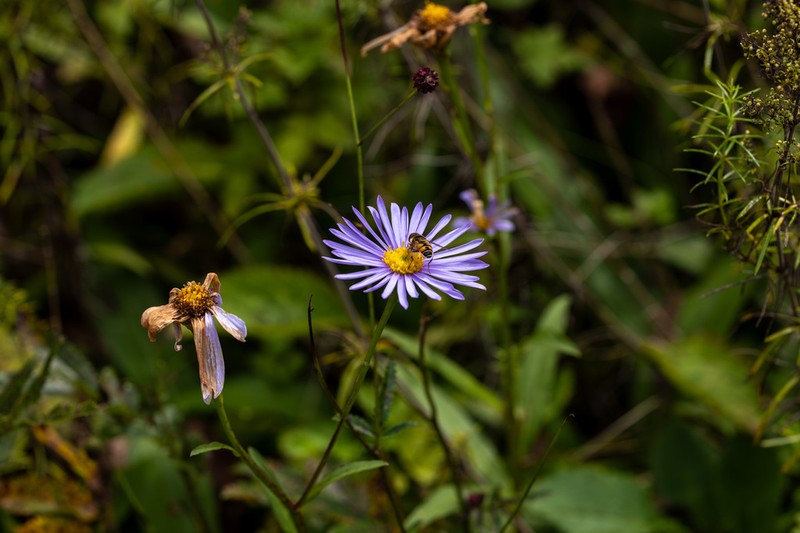 Aster koraiensis photo 8