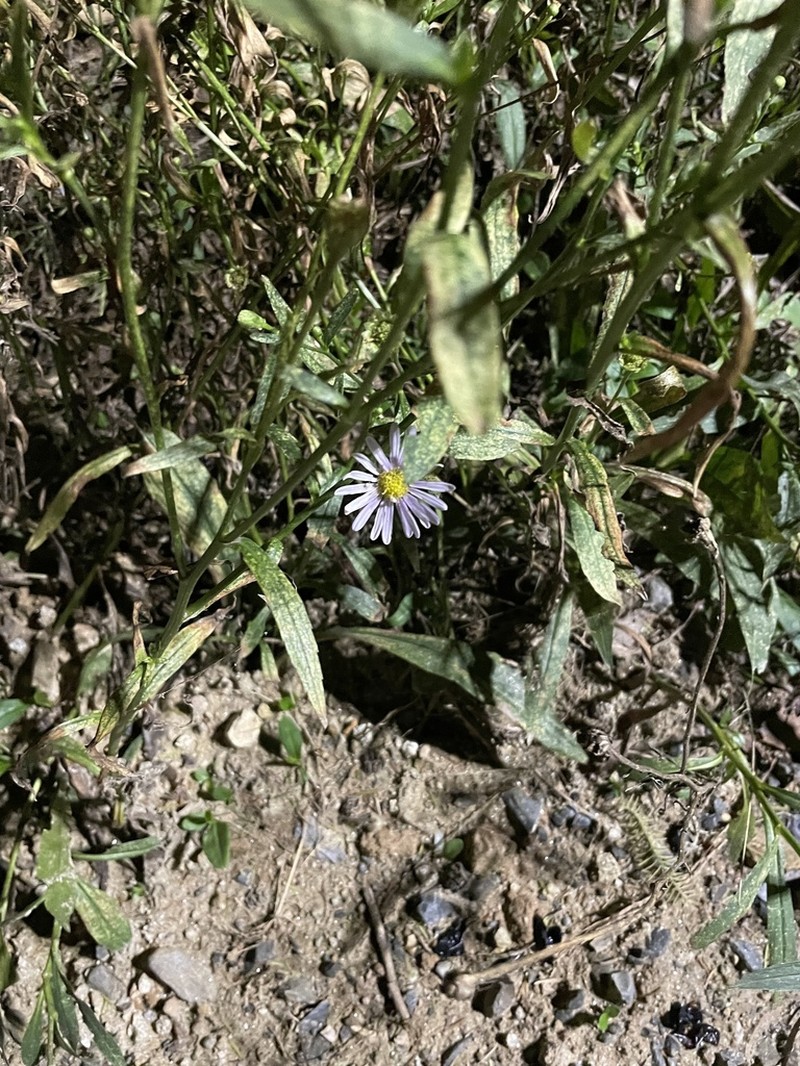 Aster koraiensis photo 2