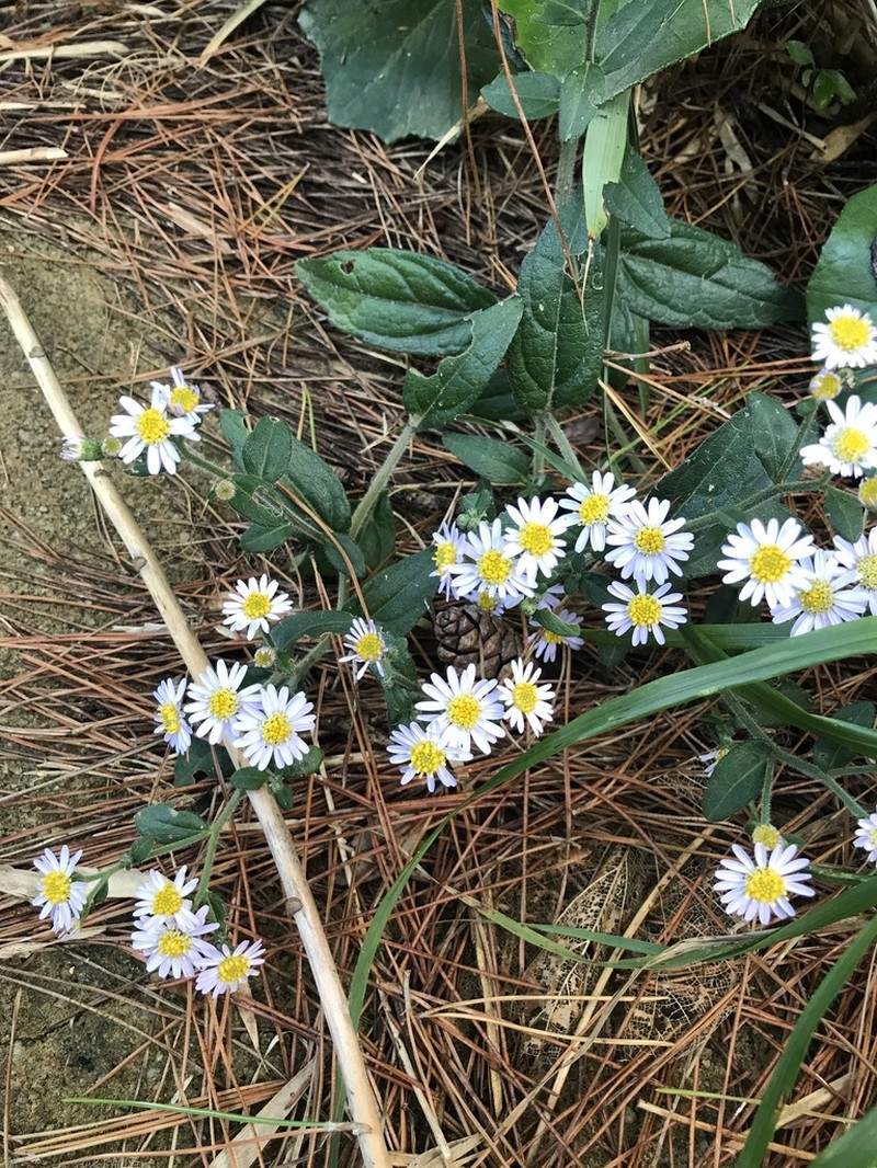 Aster koshikiensis