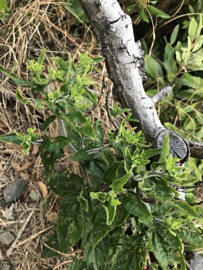 Aster koshikiensis photo 2