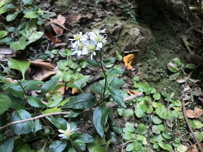 Aster koshikiensis photo 3