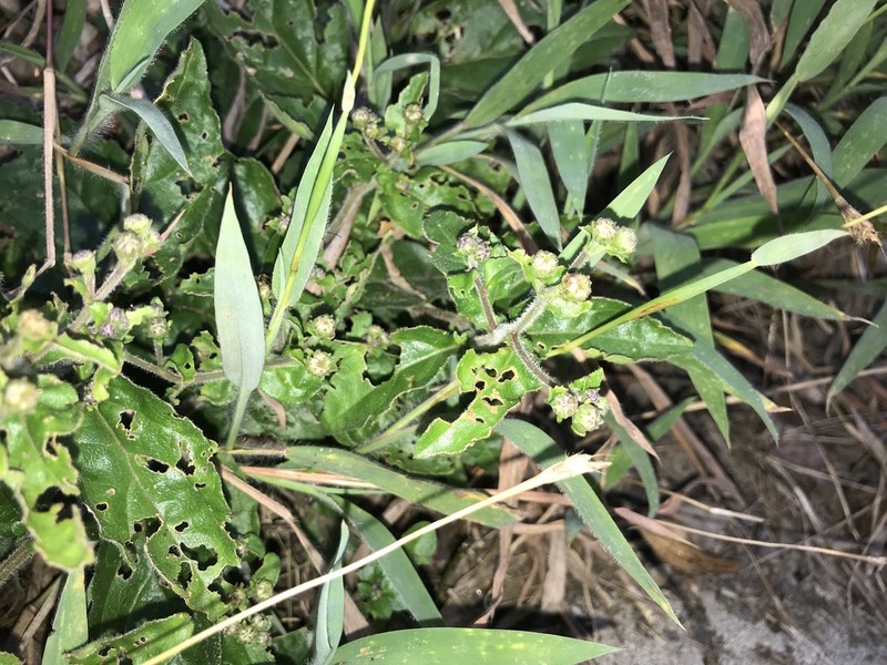 Aster koshikiensis photo 4