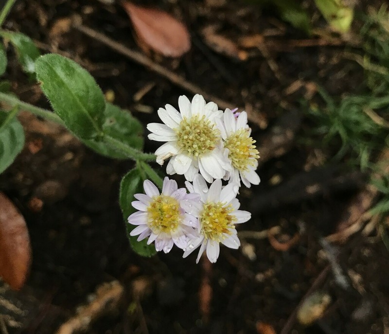 Aster koshikiensis photo 5