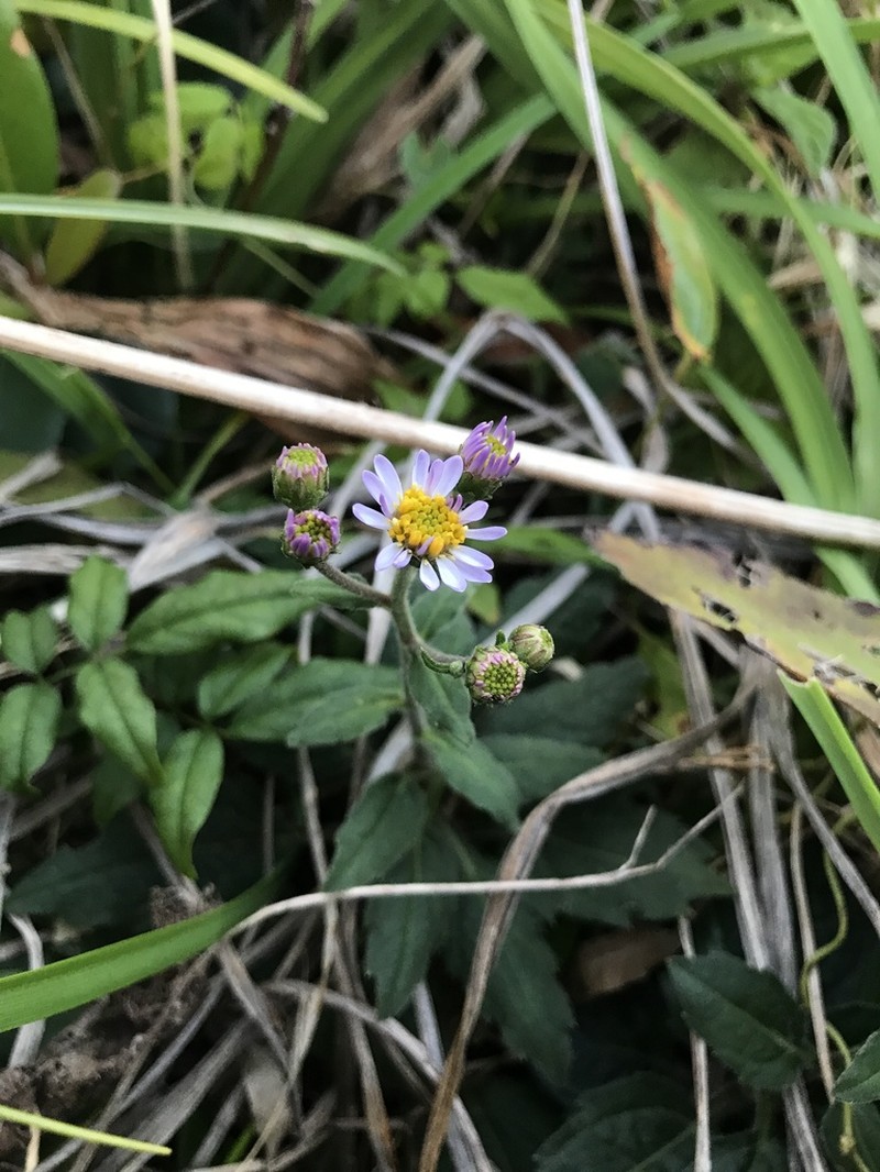 Aster koshikiensis photo 6