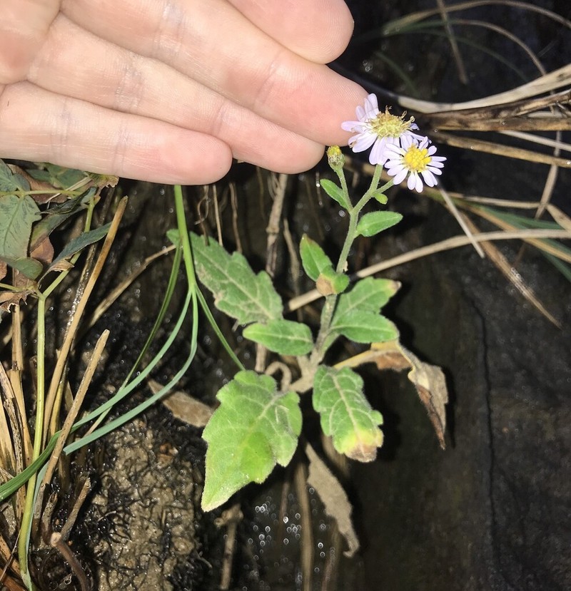 Aster koshikiensis photo 7
