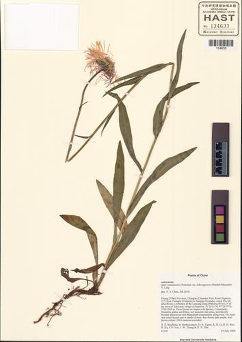 Aster labrangensis