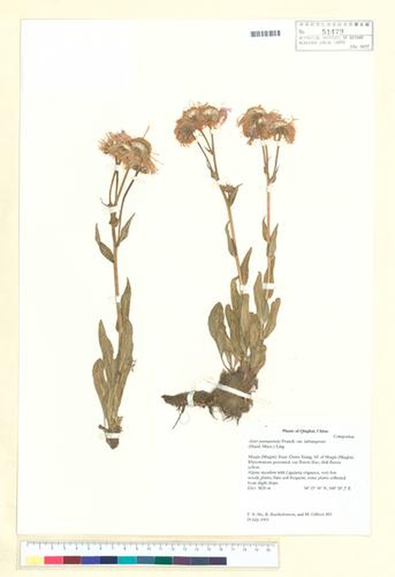 Aster labrangensis photo 2