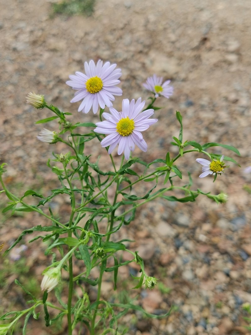 Boltonia lautureana