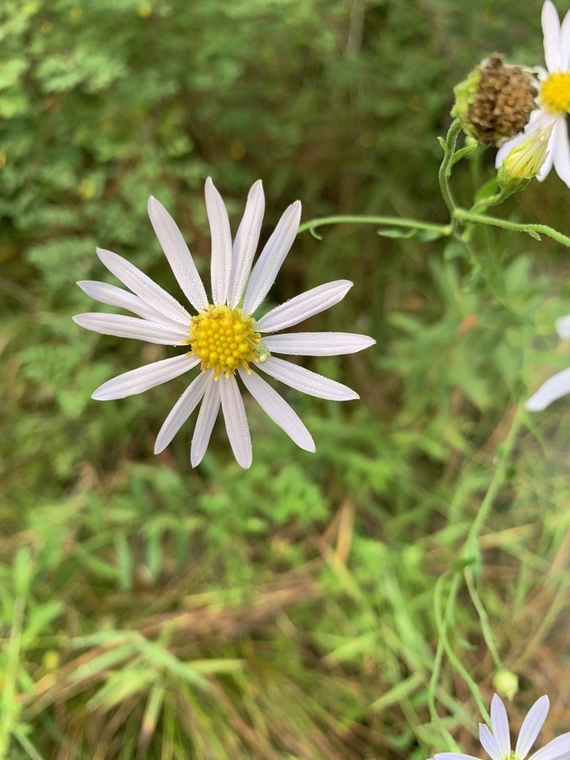 Boltonia lautureana photo 3