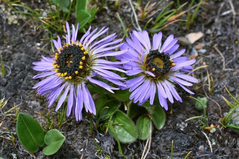 Aster likiangensis