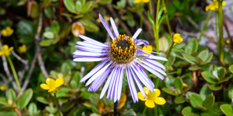Aster likiangensis photo 2