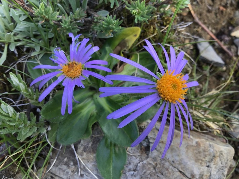 Aster likiangensis photo 3
