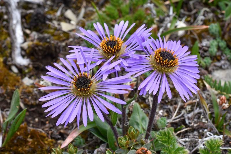 Aster likiangensis photo 4