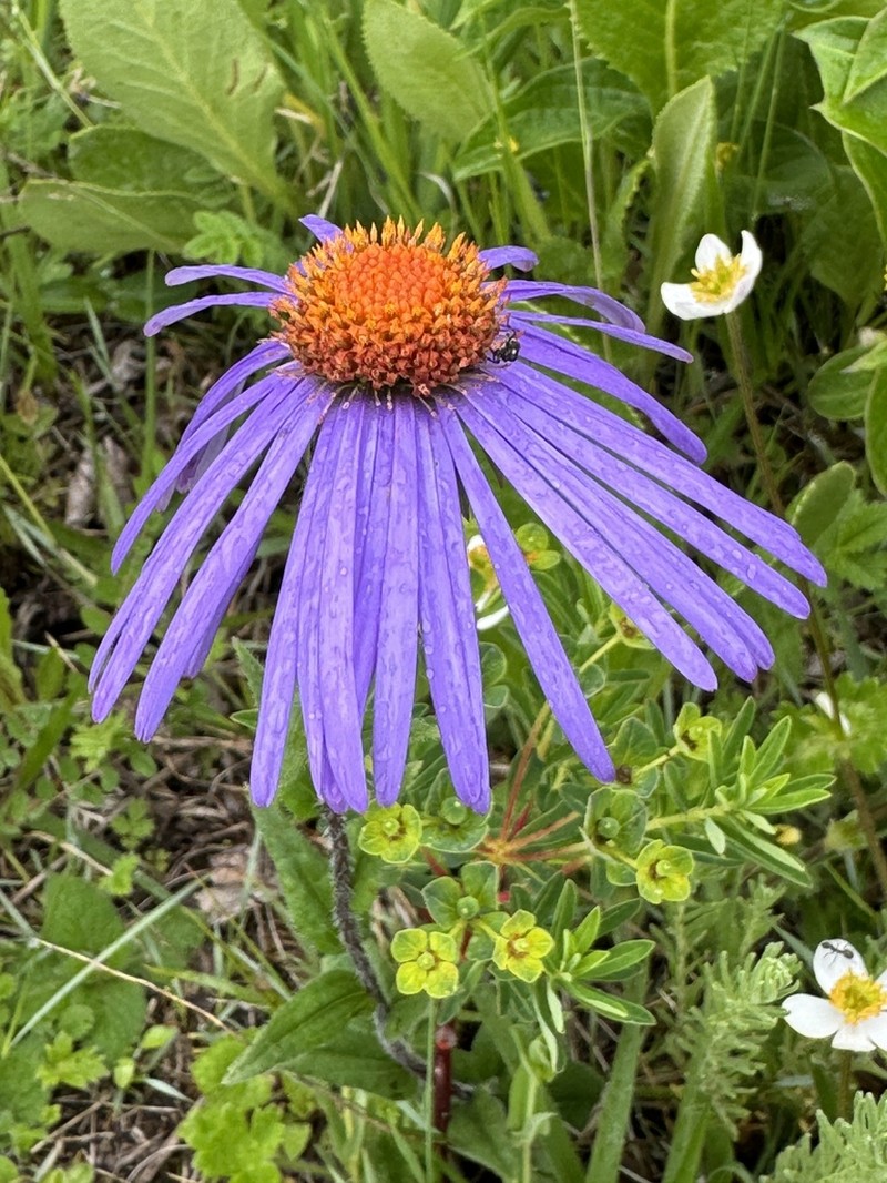 Aster likiangensis photo 5
