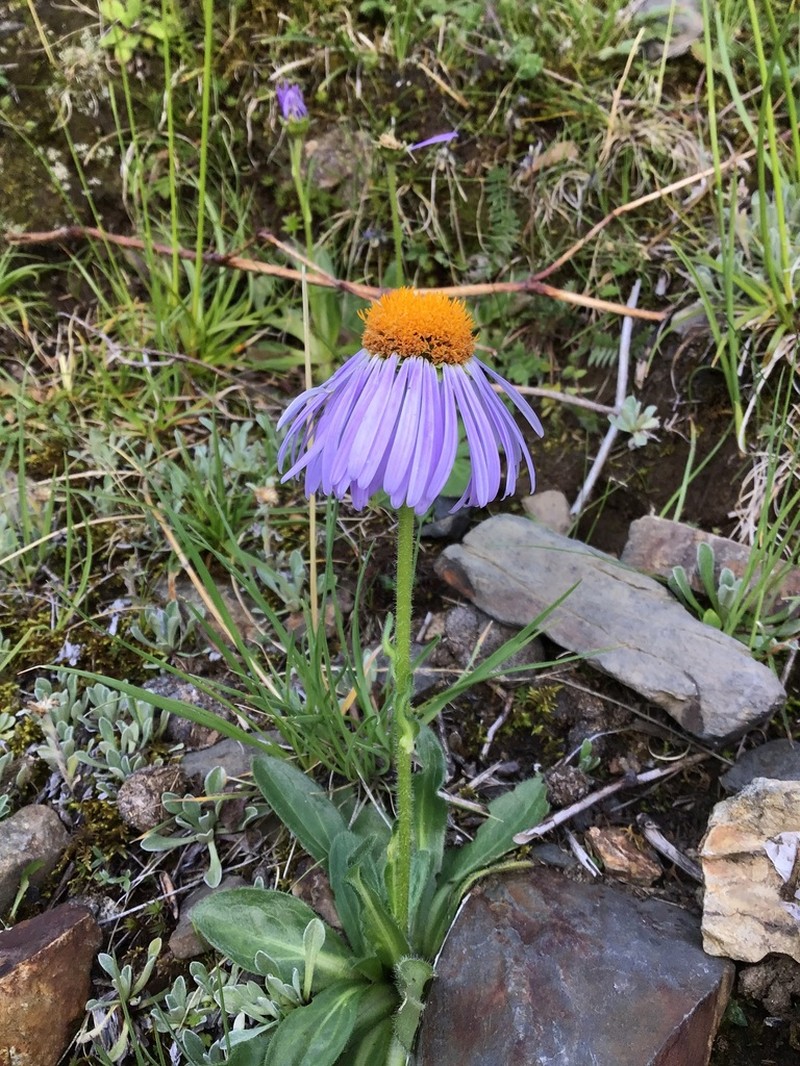 Aster likiangensis photo 6