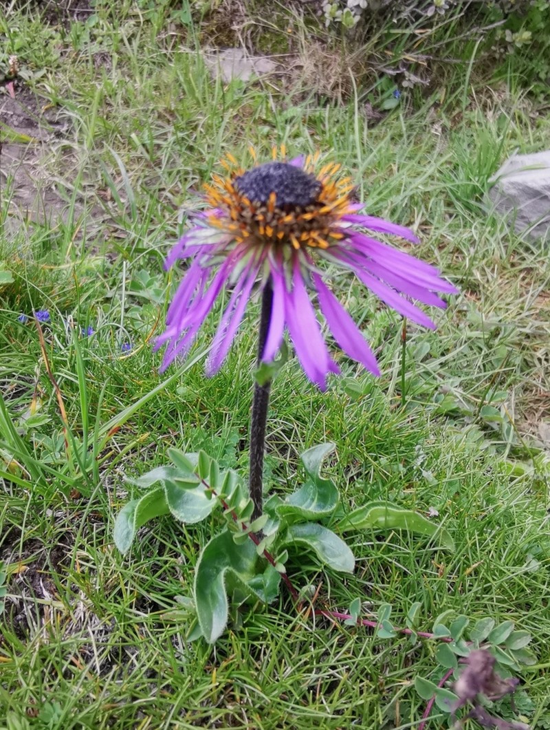 Aster likiangensis photo 7