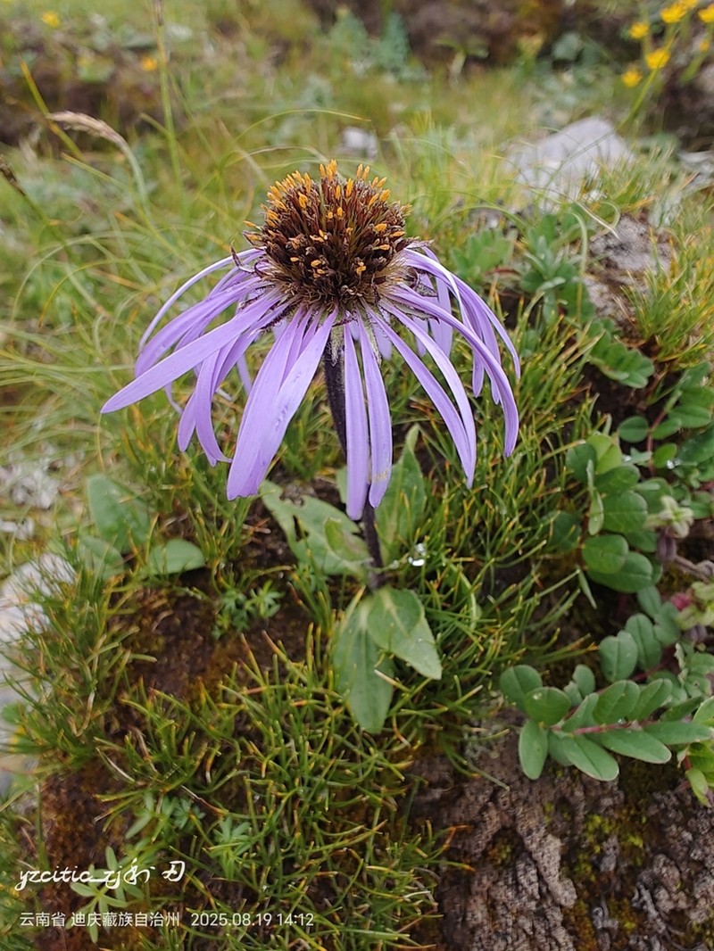 Aster likiangensis photo 8