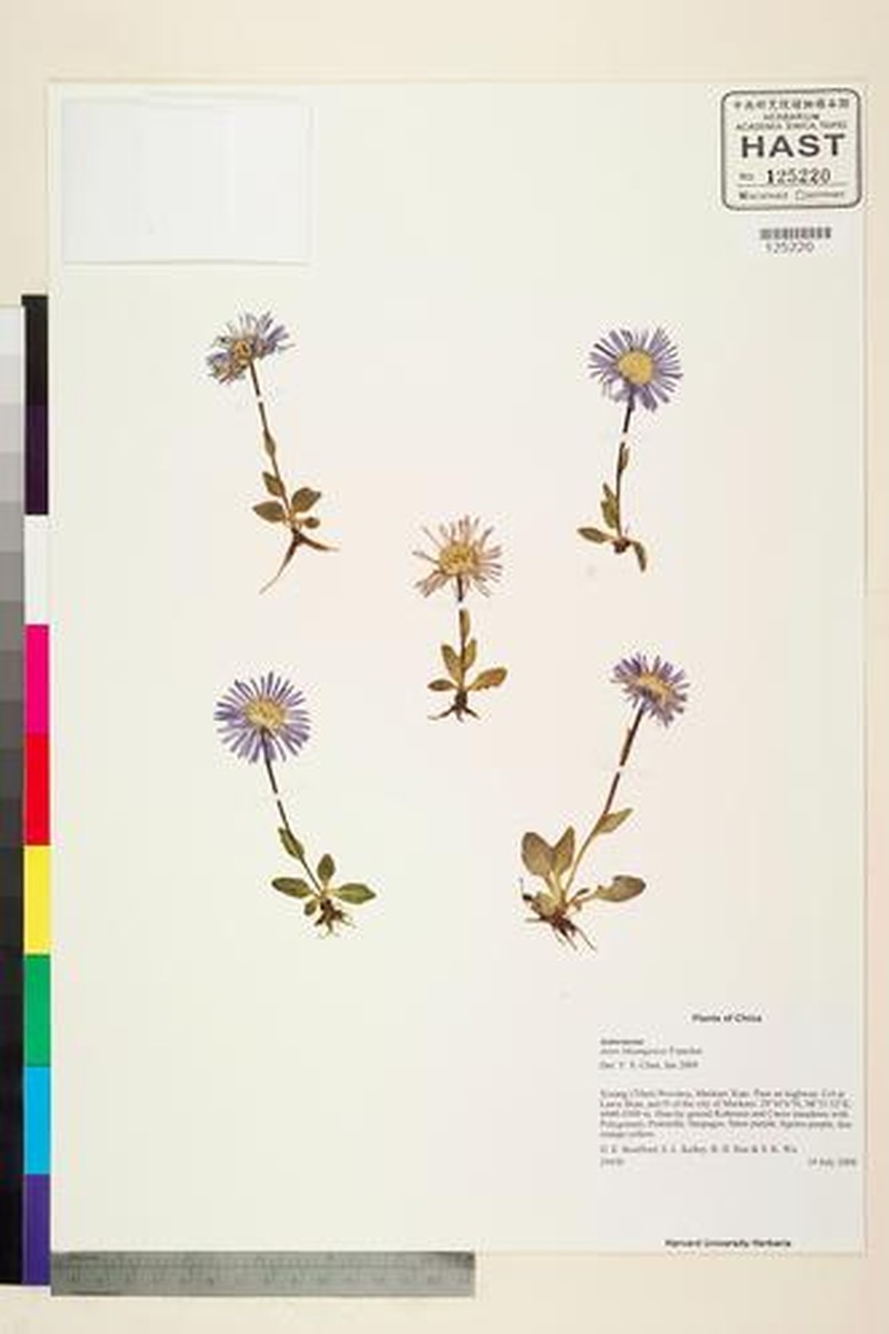 Aster likiangensis