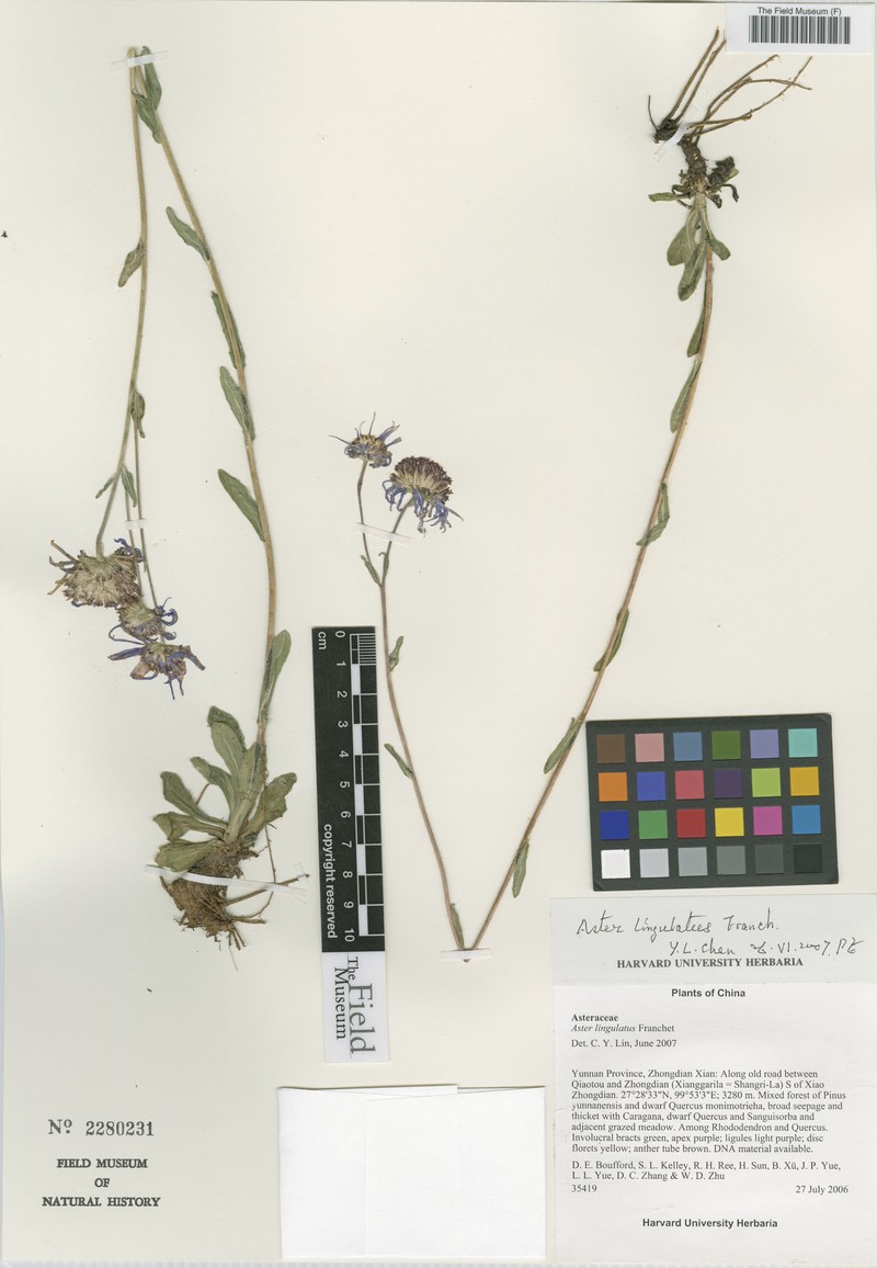 Aster lingulatus