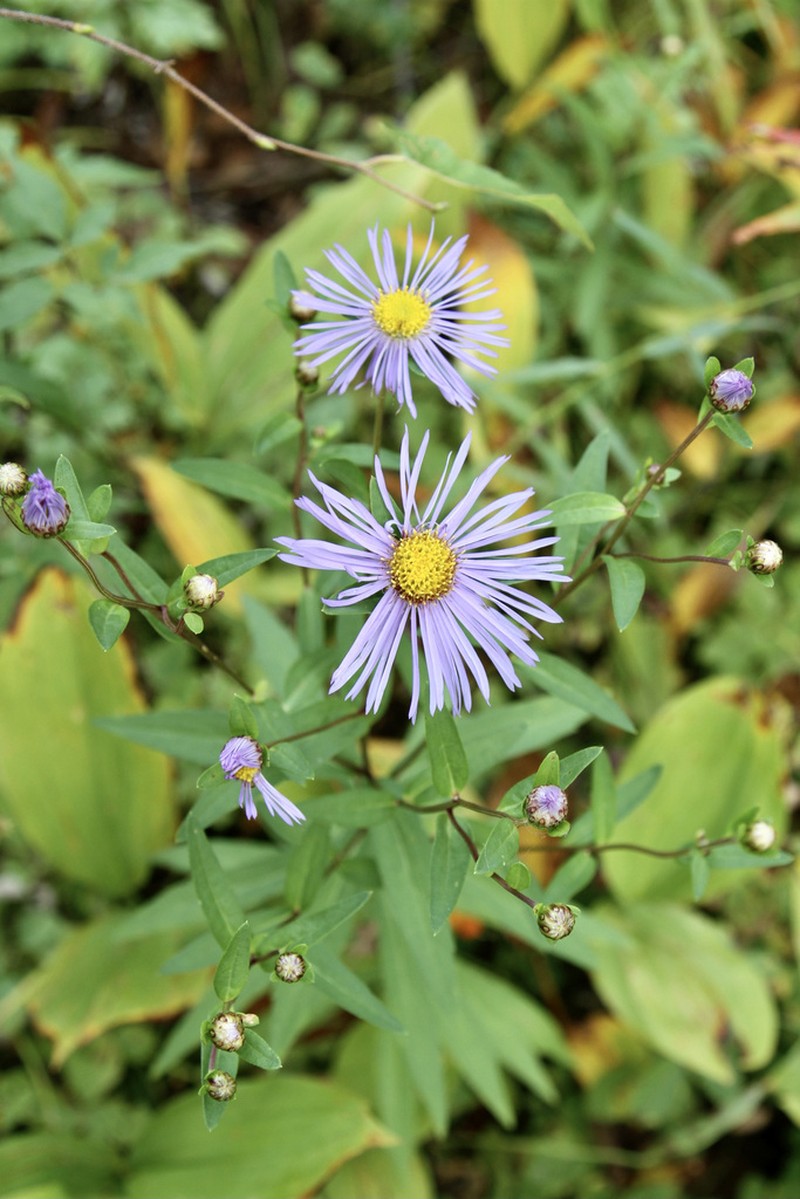 Aster maackii photo 2