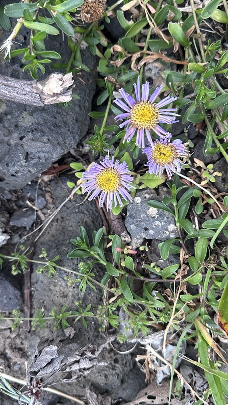 Aster magnus