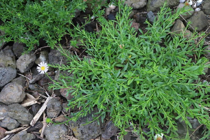 Aster magnus photo 2