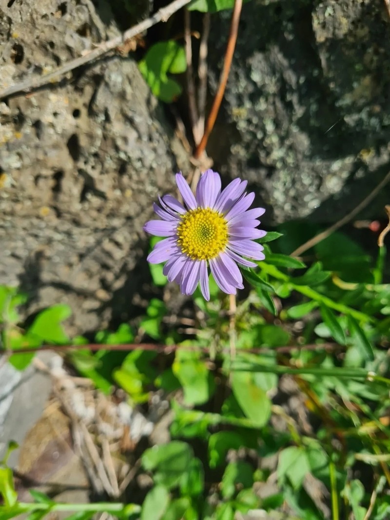 Aster magnus photo 3